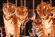 Tiger von Christian Walliser (Foto: Martin Schmitz)